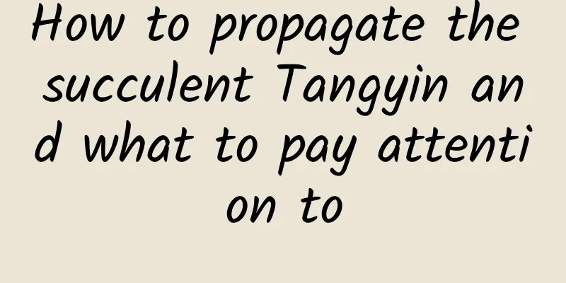 How to propagate the succulent Tangyin and what to pay attention to