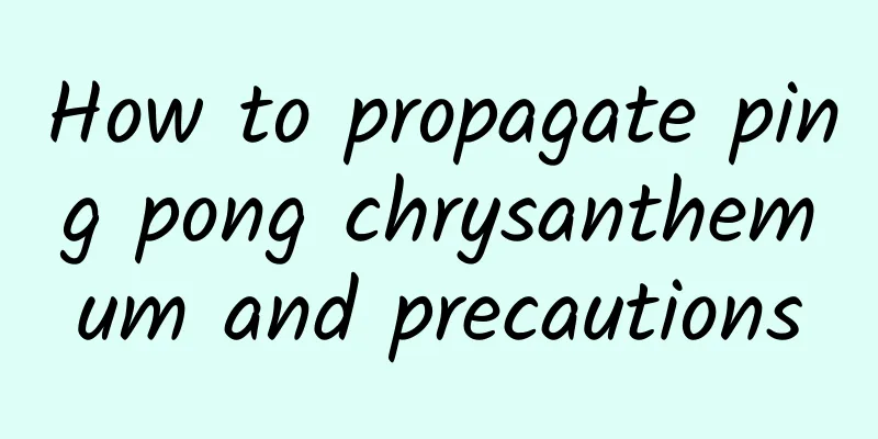 How to propagate ping pong chrysanthemum and precautions