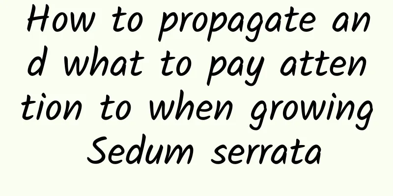 How to propagate and what to pay attention to when growing Sedum serrata