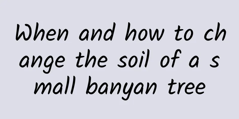When and how to change the soil of a small banyan tree