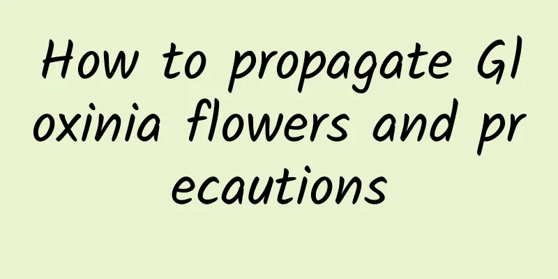 How to propagate Gloxinia flowers and precautions