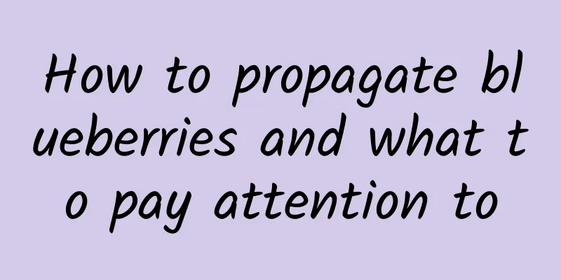 How to propagate blueberries and what to pay attention to