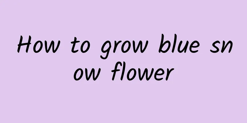 How to grow blue snow flower
