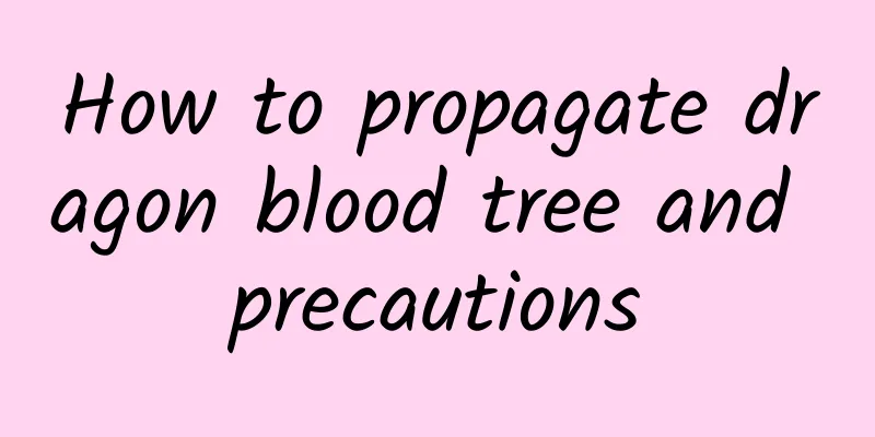 How to propagate dragon blood tree and precautions