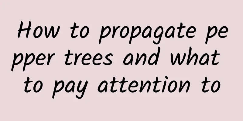 How to propagate pepper trees and what to pay attention to