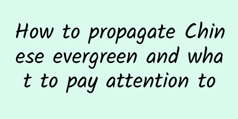 How to propagate Chinese evergreen and what to pay attention to