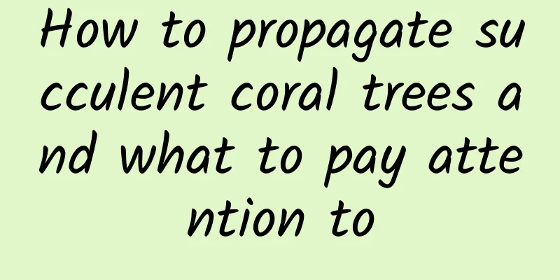 How to propagate succulent coral trees and what to pay attention to