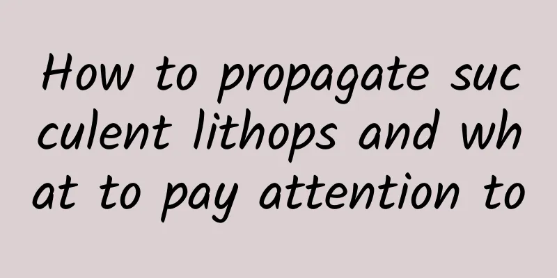How to propagate succulent lithops and what to pay attention to