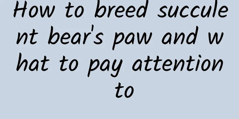 How to breed succulent bear's paw and what to pay attention to