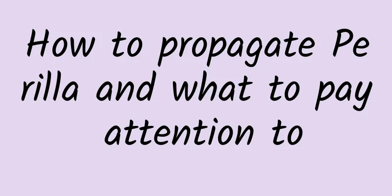 How to propagate Perilla and what to pay attention to