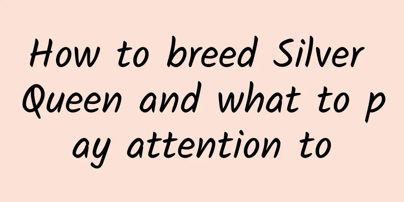 How to breed Silver Queen and what to pay attention to
