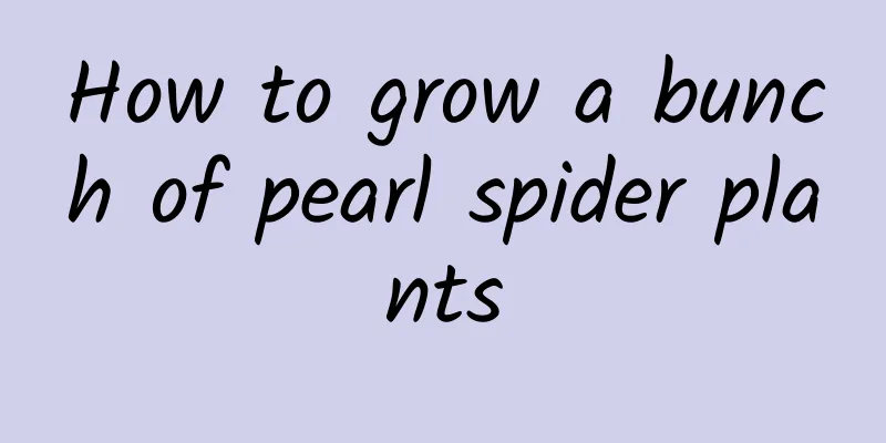 How to grow a bunch of pearl spider plants