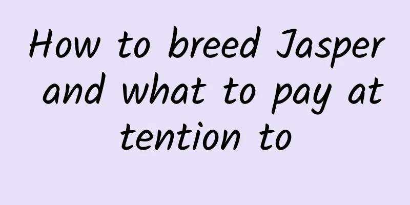 How to breed Jasper and what to pay attention to