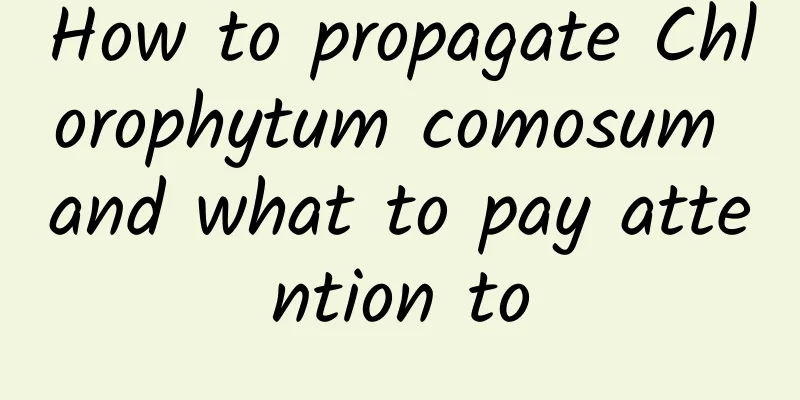 How to propagate Chlorophytum comosum and what to pay attention to