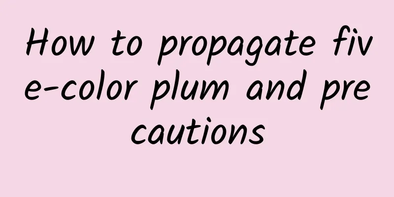 How to propagate five-color plum and precautions