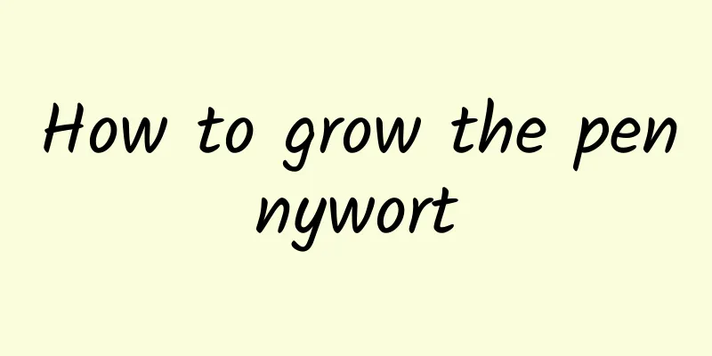 How to grow the pennywort