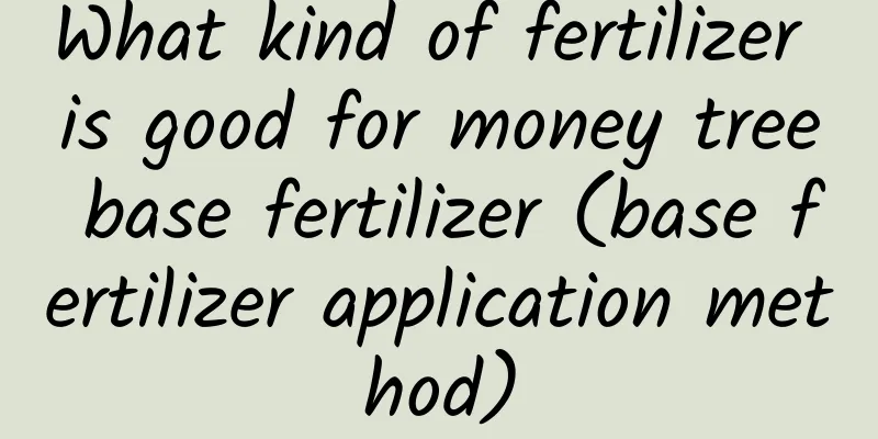 What kind of fertilizer is good for money tree base fertilizer (base fertilizer application method)