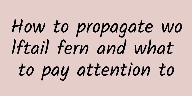 How to propagate wolftail fern and what to pay attention to