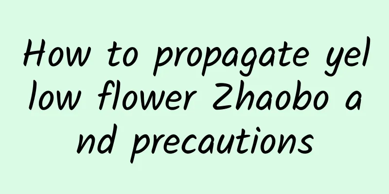 How to propagate yellow flower Zhaobo and precautions