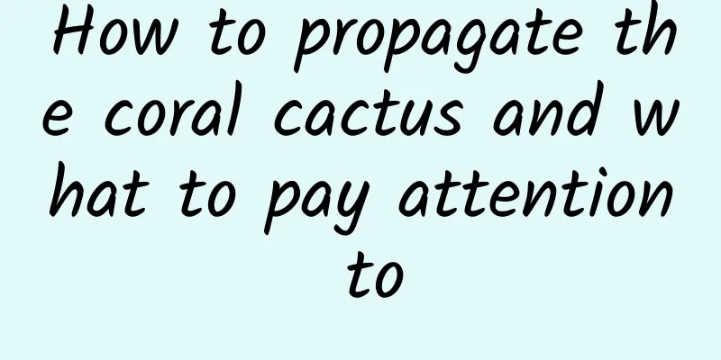 How to propagate the coral cactus and what to pay attention to