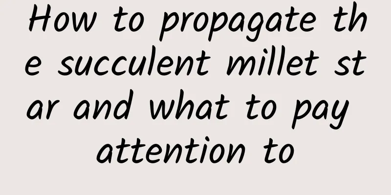 How to propagate the succulent millet star and what to pay attention to