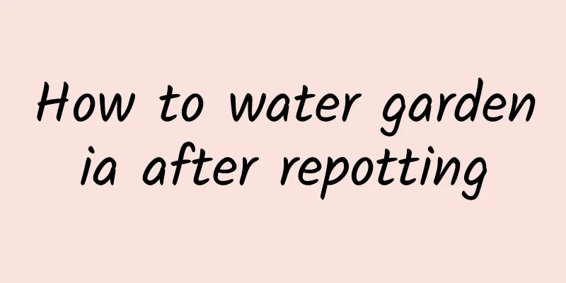 How to water gardenia after repotting