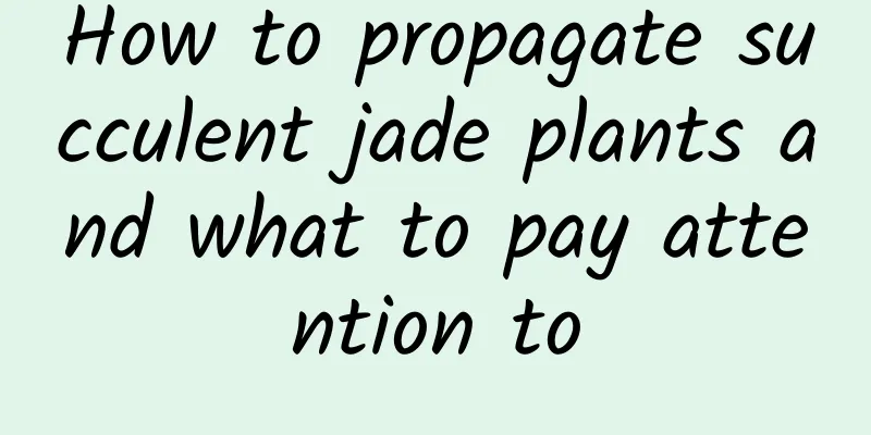 How to propagate succulent jade plants and what to pay attention to