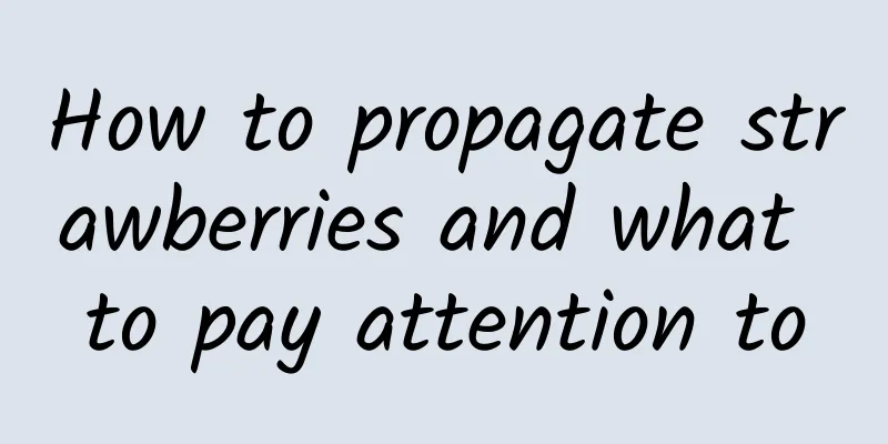 How to propagate strawberries and what to pay attention to