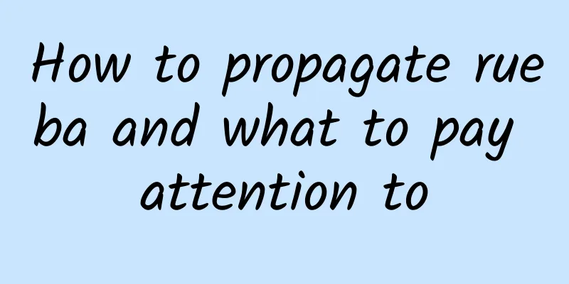 How to propagate rueba and what to pay attention to