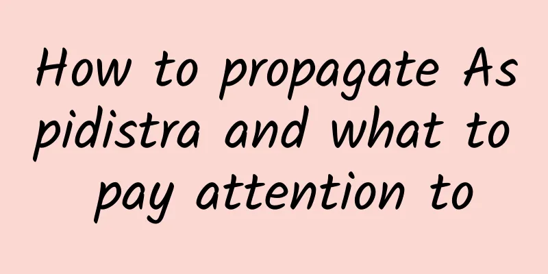 How to propagate Aspidistra and what to pay attention to