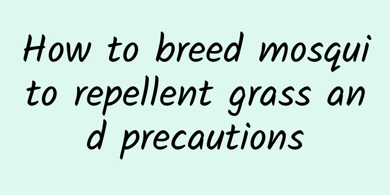How to breed mosquito repellent grass and precautions