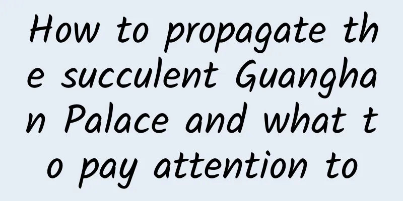 How to propagate the succulent Guanghan Palace and what to pay attention to
