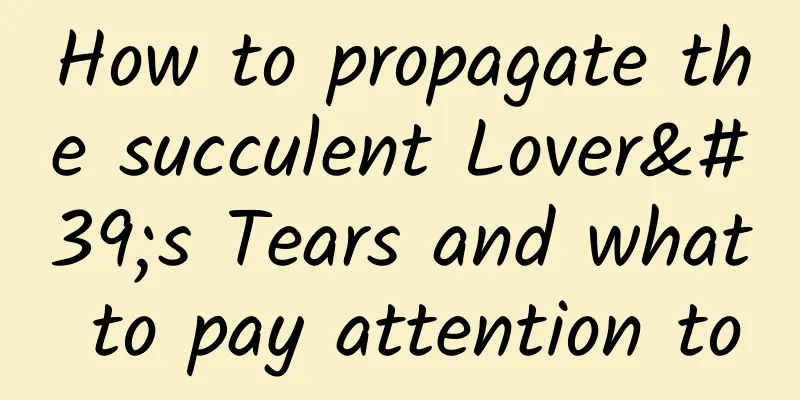 How to propagate the succulent Lover's Tears and what to pay attention to