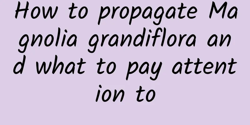 How to propagate Magnolia grandiflora and what to pay attention to