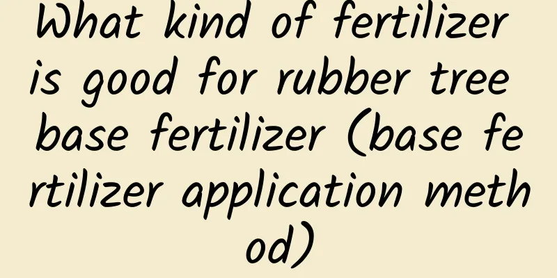 What kind of fertilizer is good for rubber tree base fertilizer (base fertilizer application method)