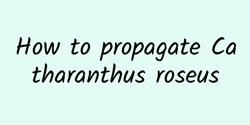 How to propagate Catharanthus roseus
