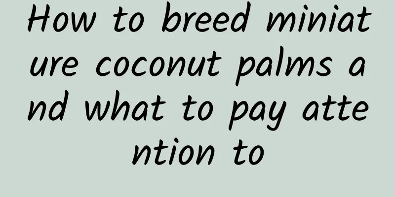 How to breed miniature coconut palms and what to pay attention to
