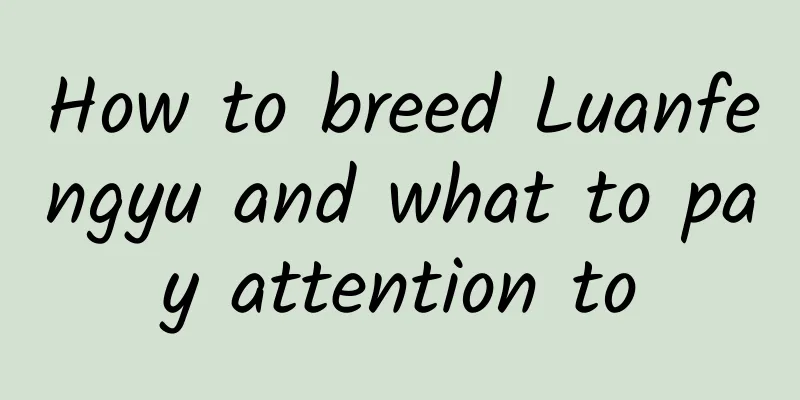How to breed Luanfengyu and what to pay attention to