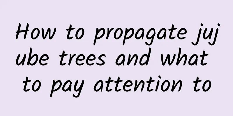 How to propagate jujube trees and what to pay attention to