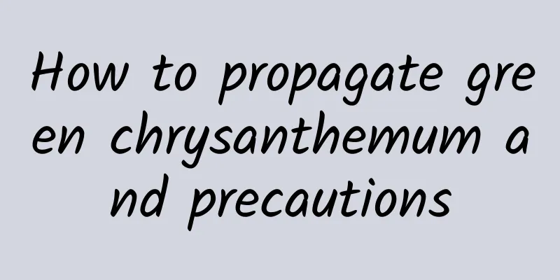 How to propagate green chrysanthemum and precautions