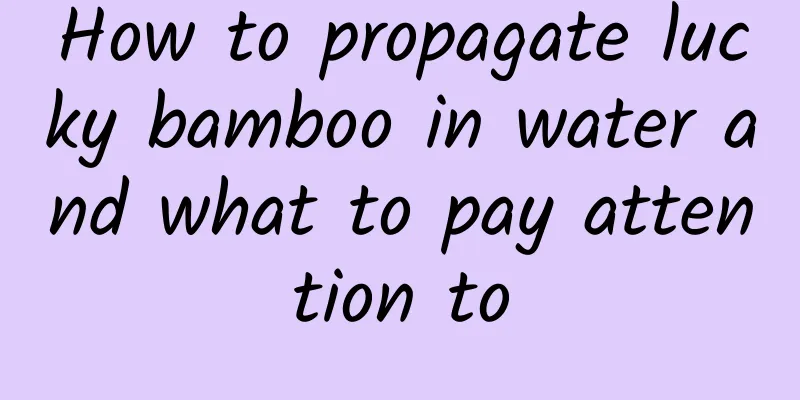 How to propagate lucky bamboo in water and what to pay attention to