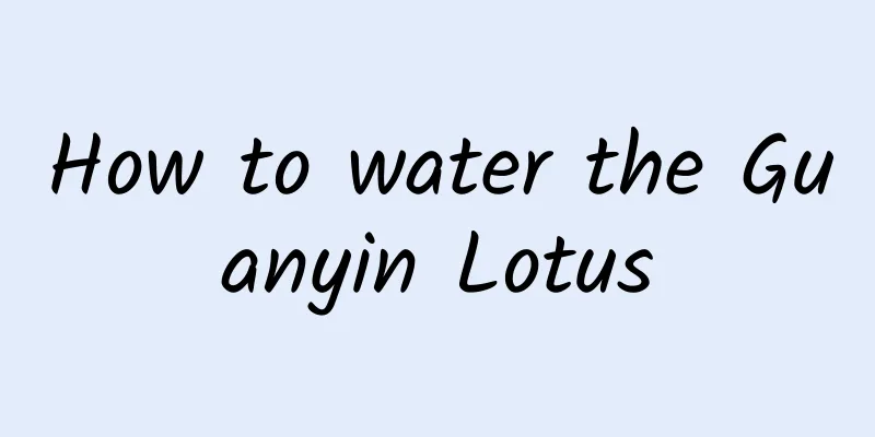 How to water the Guanyin Lotus
