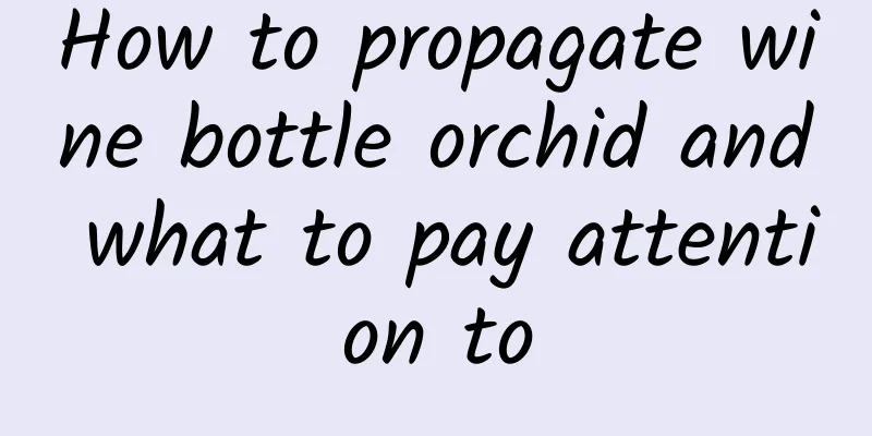 How to propagate wine bottle orchid and what to pay attention to