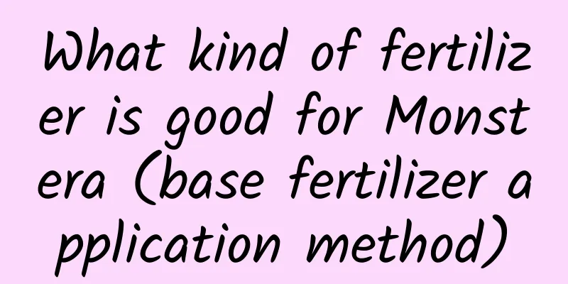 What kind of fertilizer is good for Monstera (base fertilizer application method)