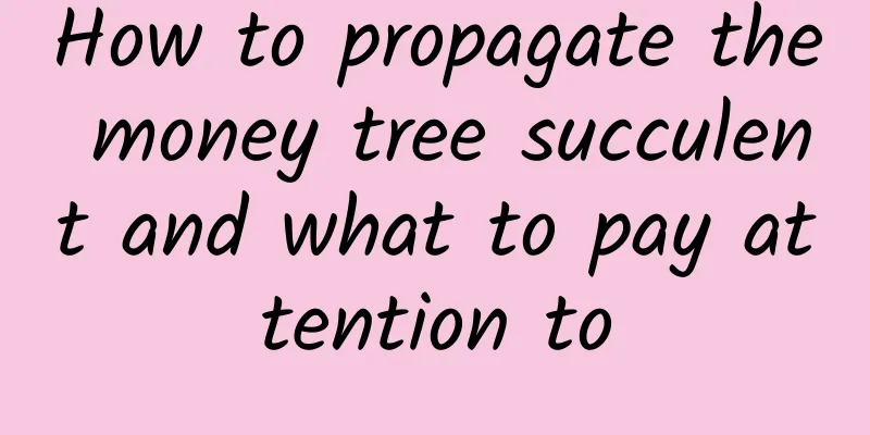 How to propagate the money tree succulent and what to pay attention to