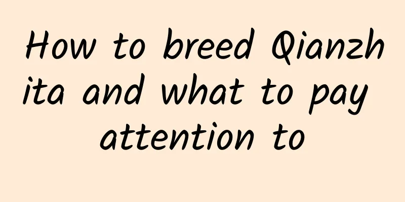 How to breed Qianzhita and what to pay attention to