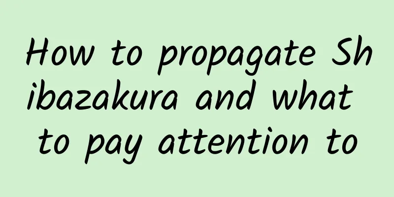 How to propagate Shibazakura and what to pay attention to