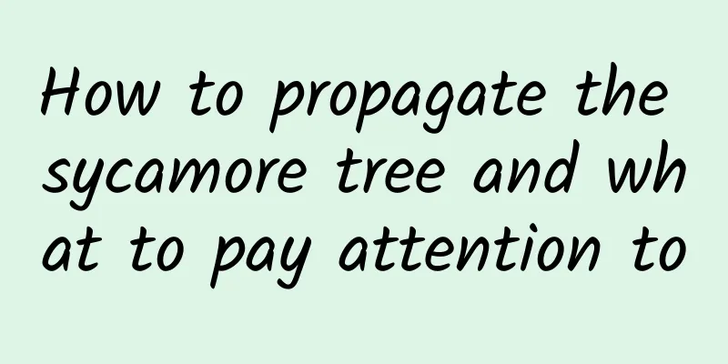 How to propagate the sycamore tree and what to pay attention to