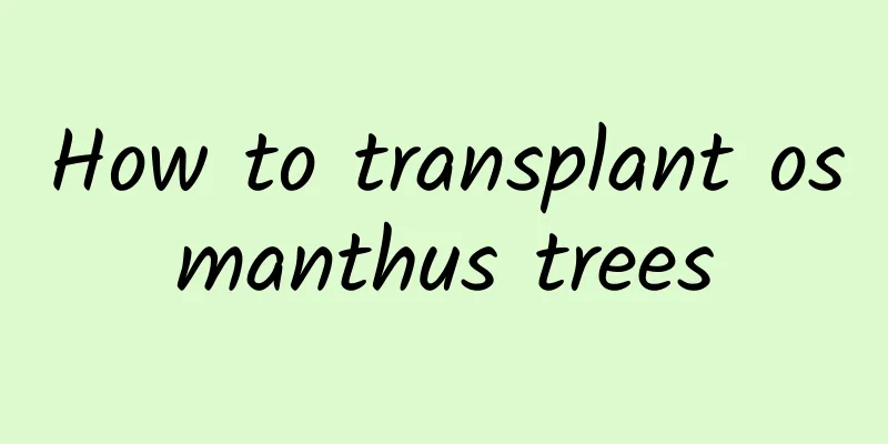 How to transplant osmanthus trees