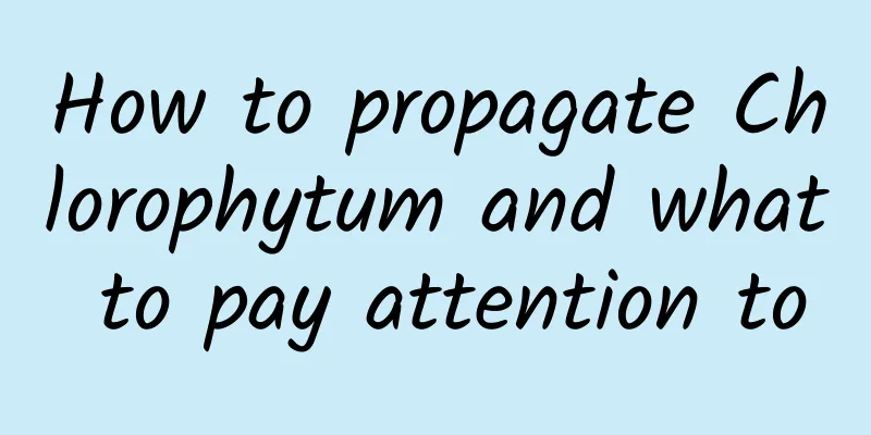 How to propagate Chlorophytum and what to pay attention to